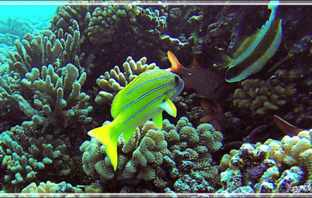 Lutjan à lignes bleues ou Vivaneau à raies bleues, Bluestriped snapper (Lutjanus kasmira) - Tumakohua (passe sud) - Atoll de Fakarava - Tuamotu - Polynésie française