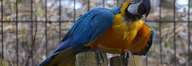 La Ménagerie du Jardin des Plantes : L' Ara bleu et jaune