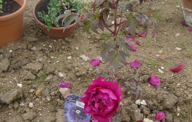 PIVOINE ARBUSTIVE OU CLEMATITE. 
