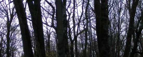 Berceau du Roi de Rome