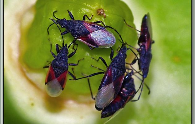 Punaises du tilleul (Oxycarenus lavaterae) ici sur formation de graines d'hibiscus des marais - Lartigau - Milhas - 31