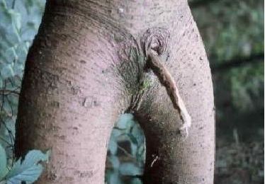Images du monde horticole