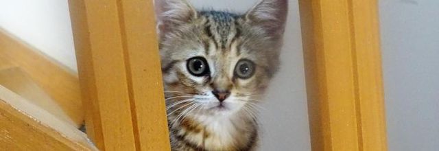 Dimanche c'est chat - Quya