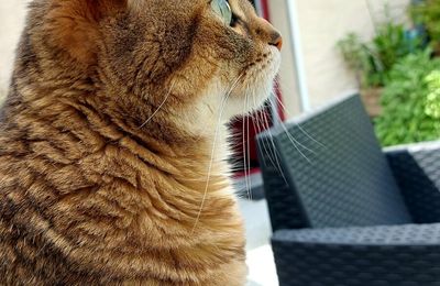 Parfois lundi c'est chat avec Quya