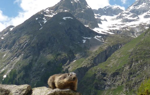 les Marmottes par Lili 