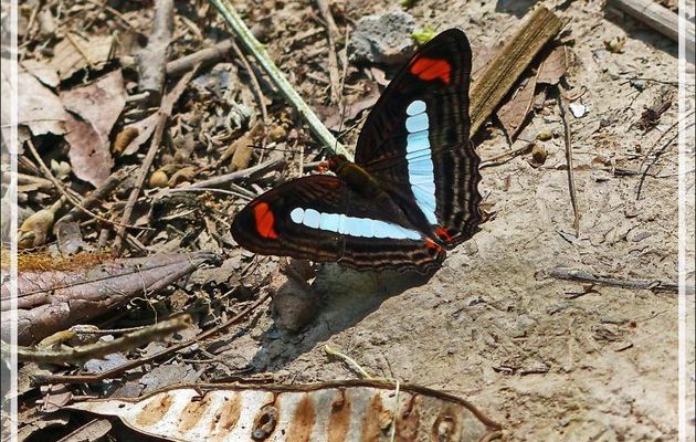 Papillon Iphicleola Sister (Adelpha iphicleola) - Inkaterra Hacienda Concepcion - Puerto Maldonado - Pérou