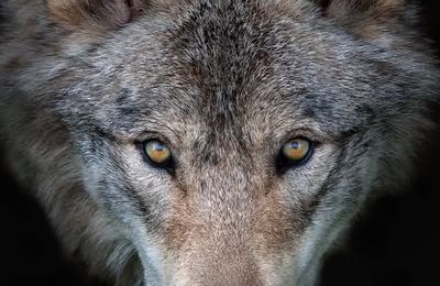  Hélène Grimaud joue avec les loups