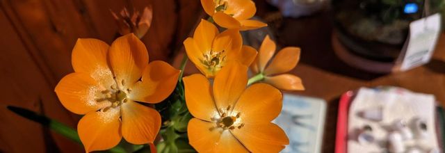 mes photos avec le Pixel 6a de Google