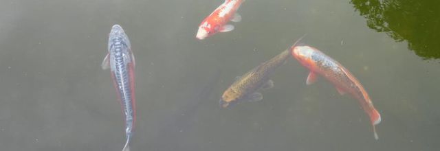 Les carpes koi de Durbuy