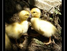 Petits canards deviendront grands...