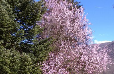 C'est le printemps !!!  