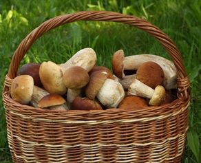 Les champignons ont tout bon !