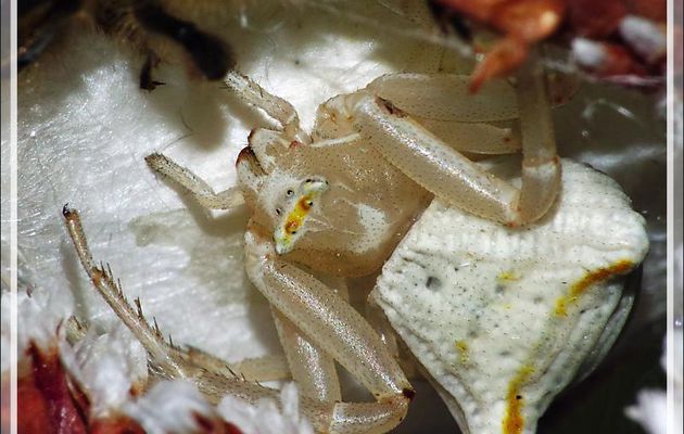 Araignée crabe Thomise enflée (Thomisus onustus) - Originaire de La Couarde - Île de Ré - 17
