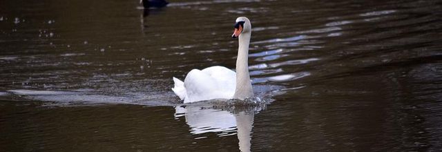 "Le Cygne" de Sylly Prudhomme