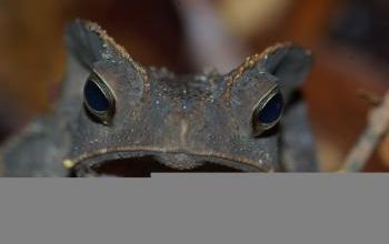 Bufo margaritifer - Rhinella margaritifera