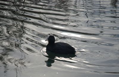 Les reflets du lac: les foulques