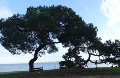 EB - Des nouvelles du petit pin parasol de l'Herbe _ mai 2023...