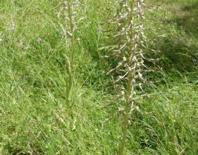 Himantoglossum hircinum  -  orchis bouc