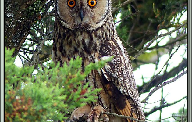 Hibou Moyen-duc (Asio otus): Madame et Monsieur - Ars-en-Ré - Île de Ré - 17