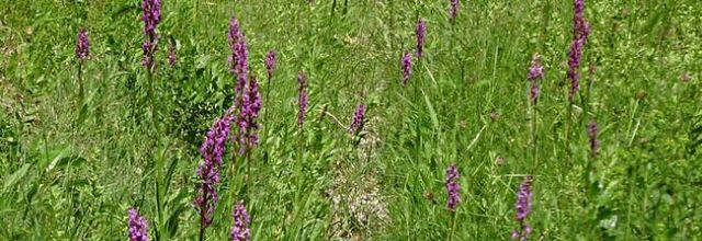 Dactylorhiza elata - orchis élevée