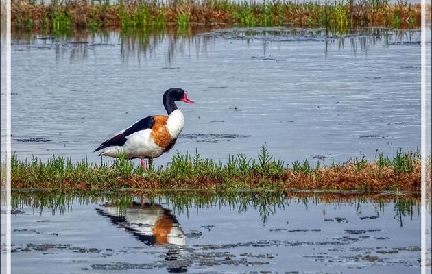 Canard Tadorne de Belon mâle, Common Shelduck (Tadorna tadorna) - La Couarde-sur-Mer - Ile de Ré - 17