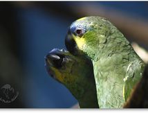 Amazones à ailes orangées