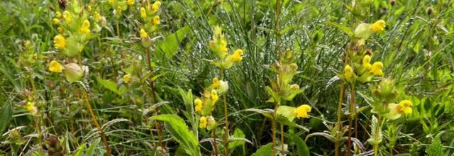 Rhinanthus minor  -  petit rhinanthe