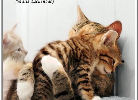 Citations en images ; faire confiance