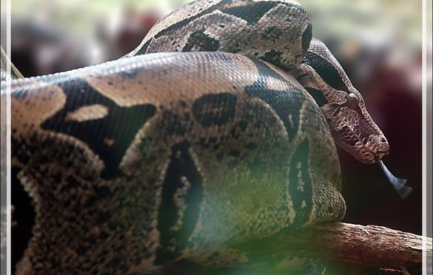 Boa constricteur (Boa constrictor) - Parque das Aves - Foz do Iguaçu - Brésil