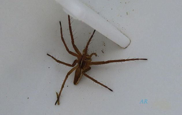 Nos araignées  , et les réponses 