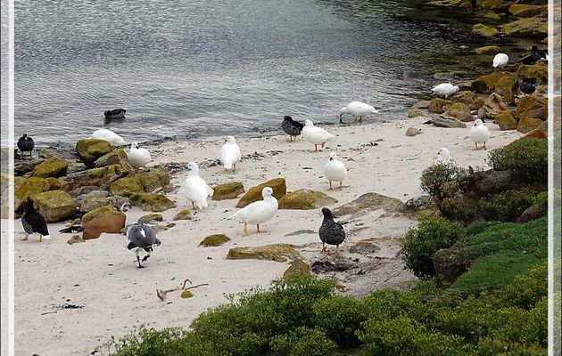 Et sur la plage de South Harbour, une troupe d'Ouettes marines, Kelp Goose (Chloephaga hybrida malvinarum) - New Island - Falkland (Malvinas, Malouines) - Grande-Bretagne