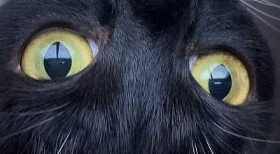 Journée Mondiale du Chat Noir