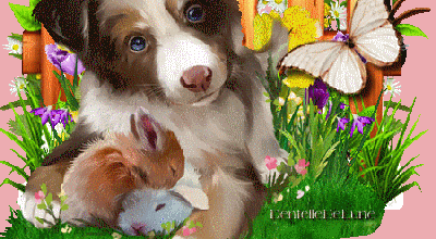 ANIMAUX BON WEEK END