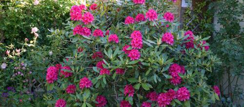 Mon grand rhododendron