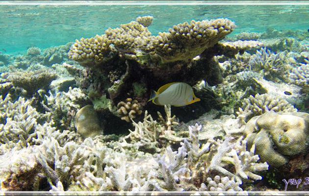Poisson-papillon à tête jaune, Yellowhead butterflyfish (Chaetodon xanthocephalus) - Athuruga - Atoll d'Ari - Maldives