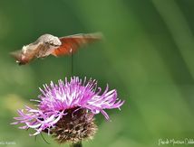 Moro sphinx ou Sphinx colibri ou Sphinx du caille-lait