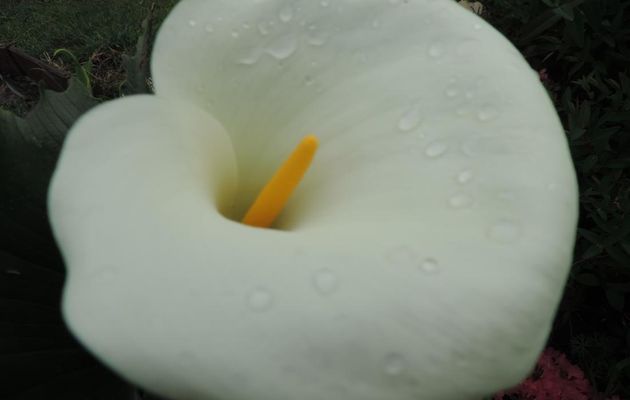mon arum et des bébètes 