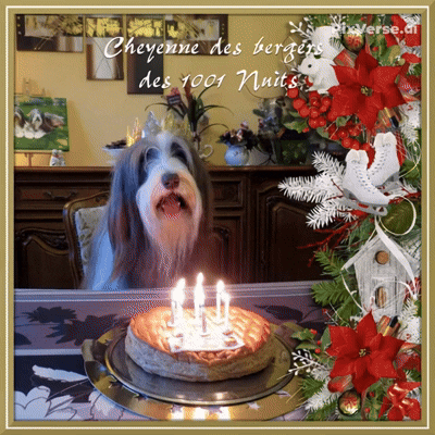 ♥Joyeux anniversaire dans ton Paradis ma Cheyenne ♥