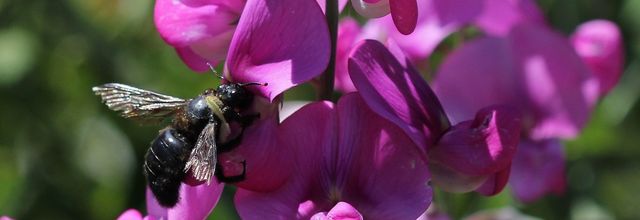 Photo de l'été 1 - abeille charpentière