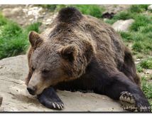 Ours Brun