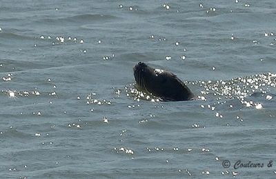 Phoques veaux marins en Baie de somme