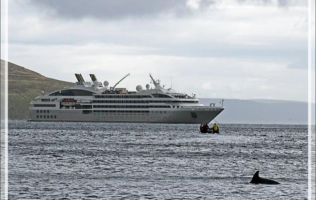 Juste avant d'embarquer sur le Zodiac, quelques Dauphins de Peale (Lagenorhynchus australis) ont montré le bout de leur nez - New Island - Falkland (Malvinas, Malouines) - Grande-Bretagne