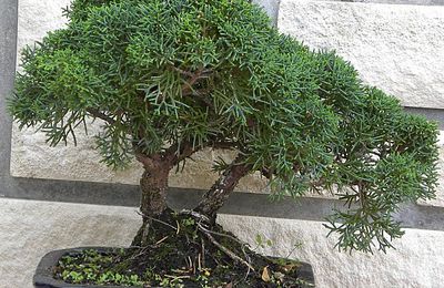 Mes petits arbres préférés...