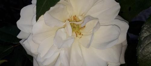 Fleurs, lune, blagues