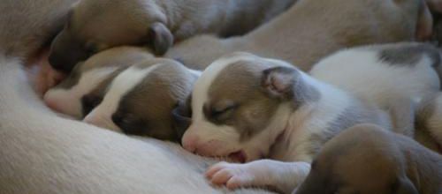 Les chiots ont 15 jours!