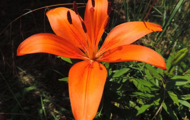 une petite araignée sur une fleur de lys