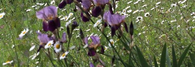 Plein feu sur les iris