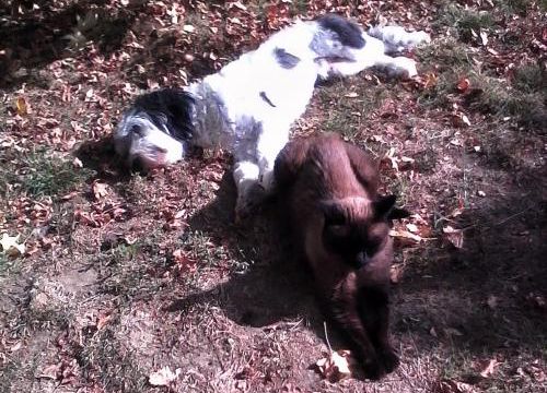 chien et chat