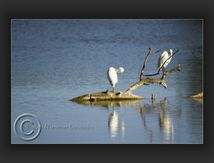 Aigrettes garzettes - Egretta garzetta