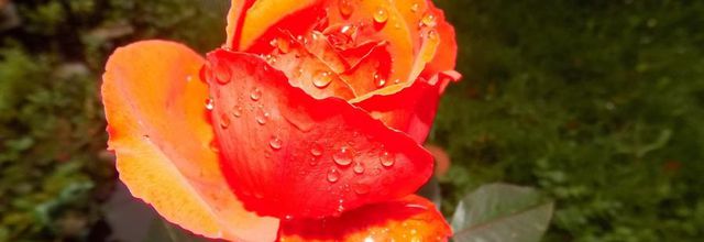 Rose d'hiver